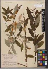 Foto von Salix wallichiana Andersson